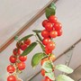 Maze Greenhouse Plant Hangers 10 Pack